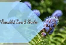 10 Beautiful Zone 6 Shrubs