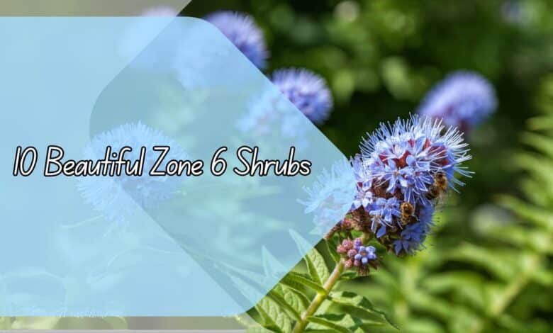 10 Beautiful Zone 6 Shrubs