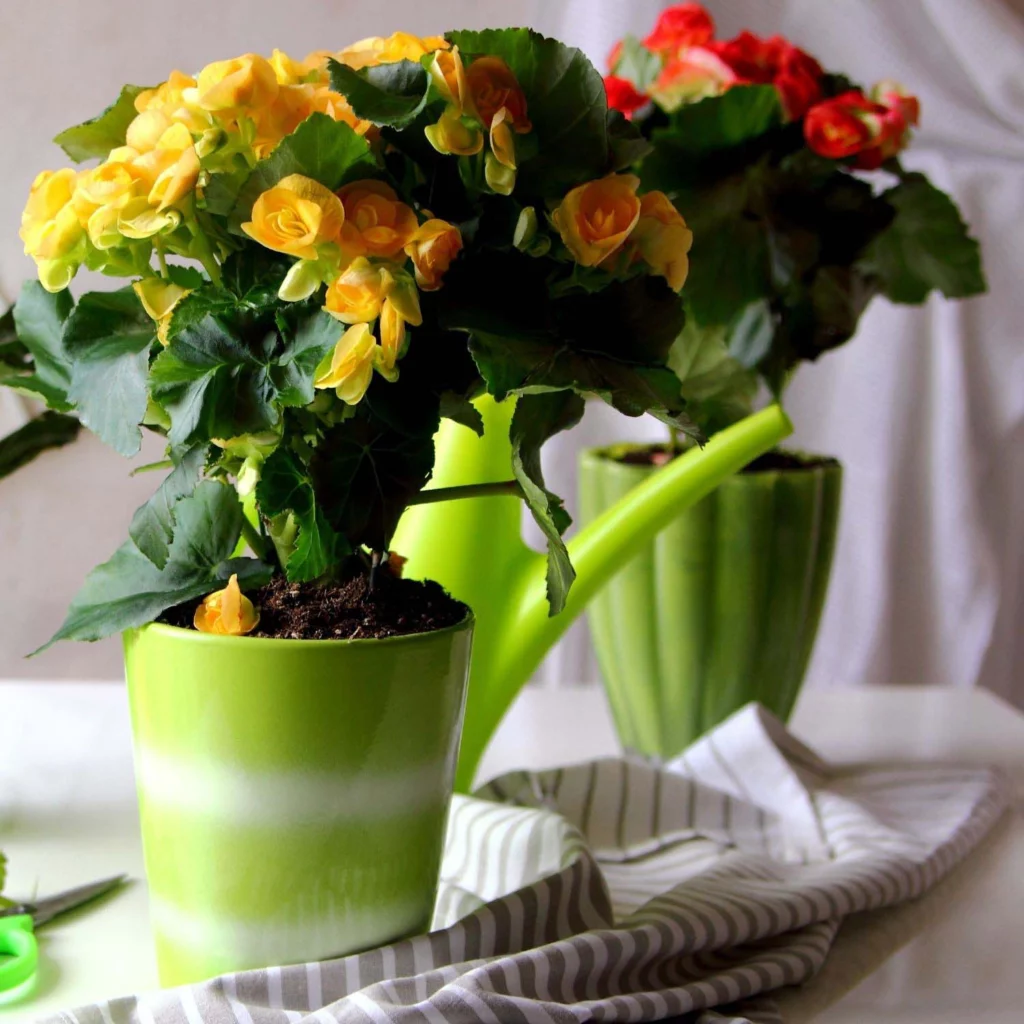 Begonia