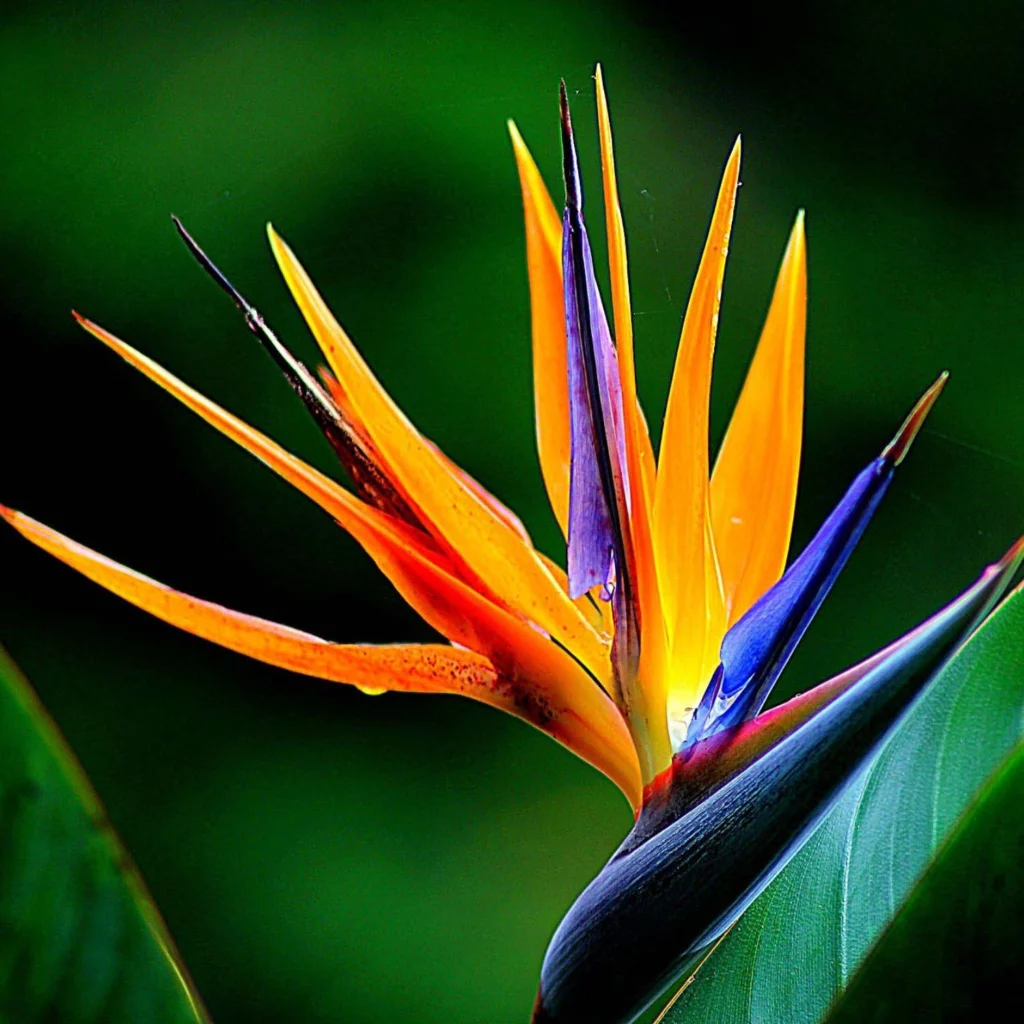 Bird of Paradise