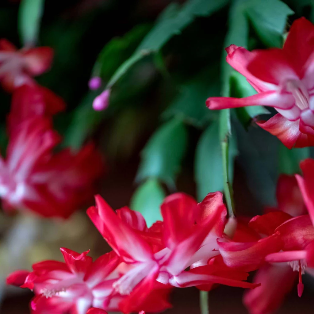 Crab Cactus