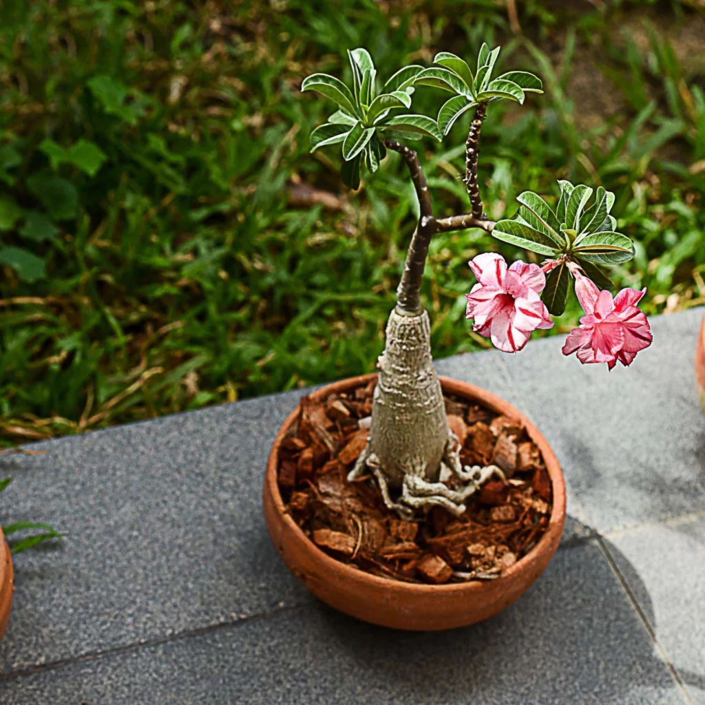 Desert Rose