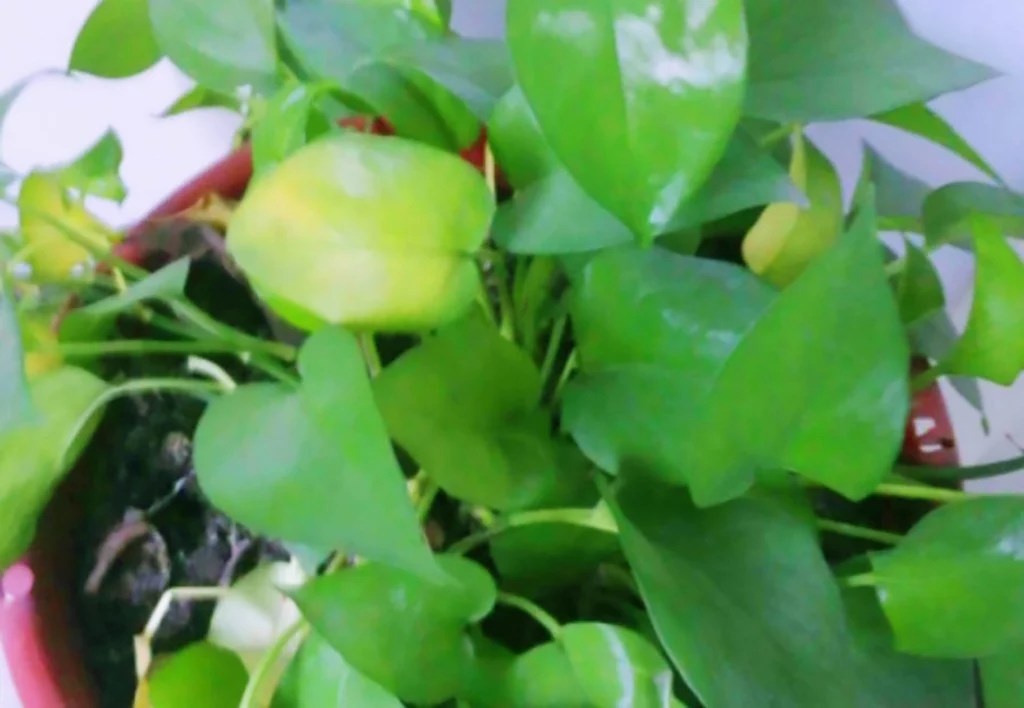 Dry air causes pothos yellow leaves
