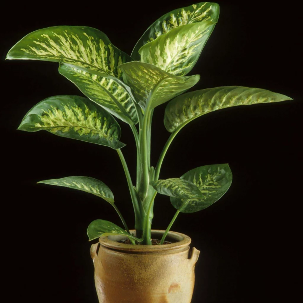Dumb Cane