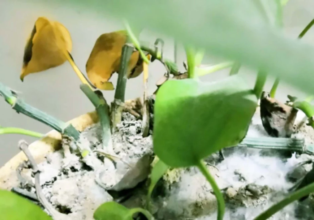 Excessive fertilization, yellowing leaves of pothos,