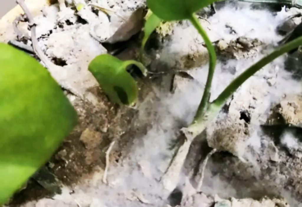 Excessive watering causes the pothos leaves to turn yellow