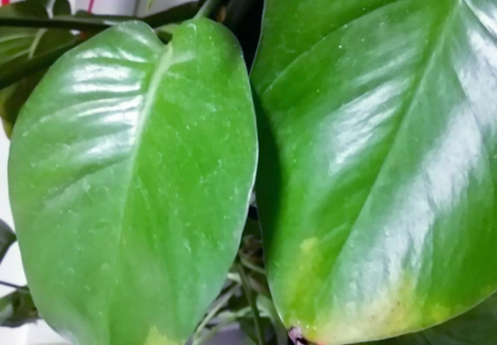 Frozen air hit will cause pothos yellow leaves