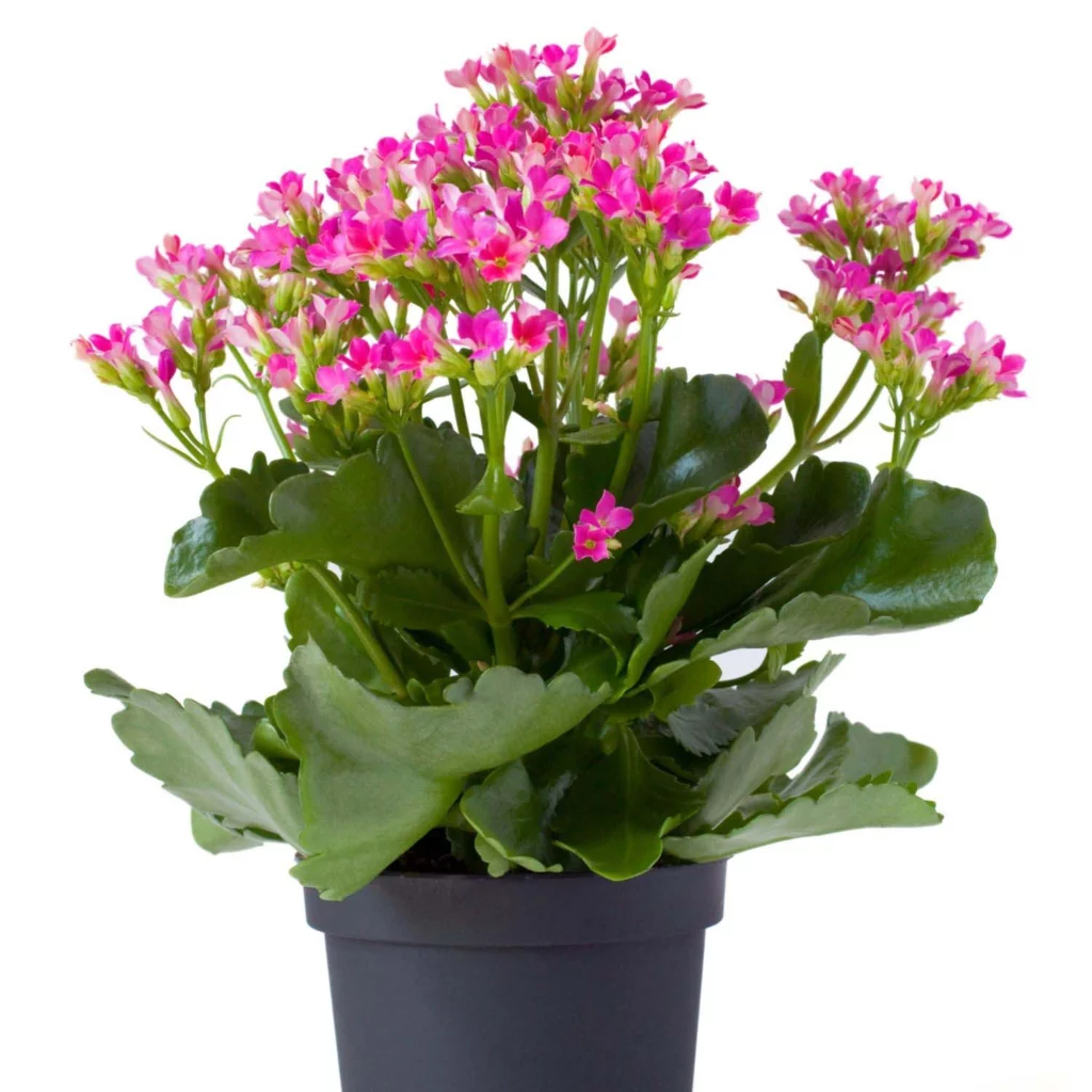 Kalanchoe