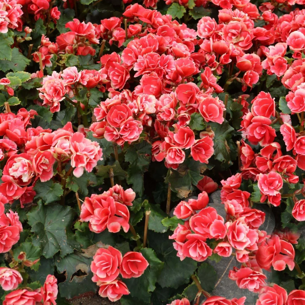 Rieger Begonia