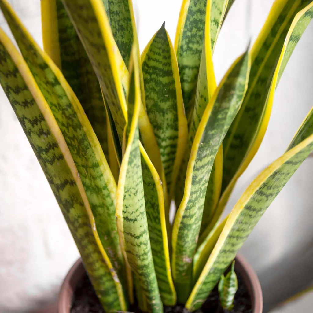 Snake Plant