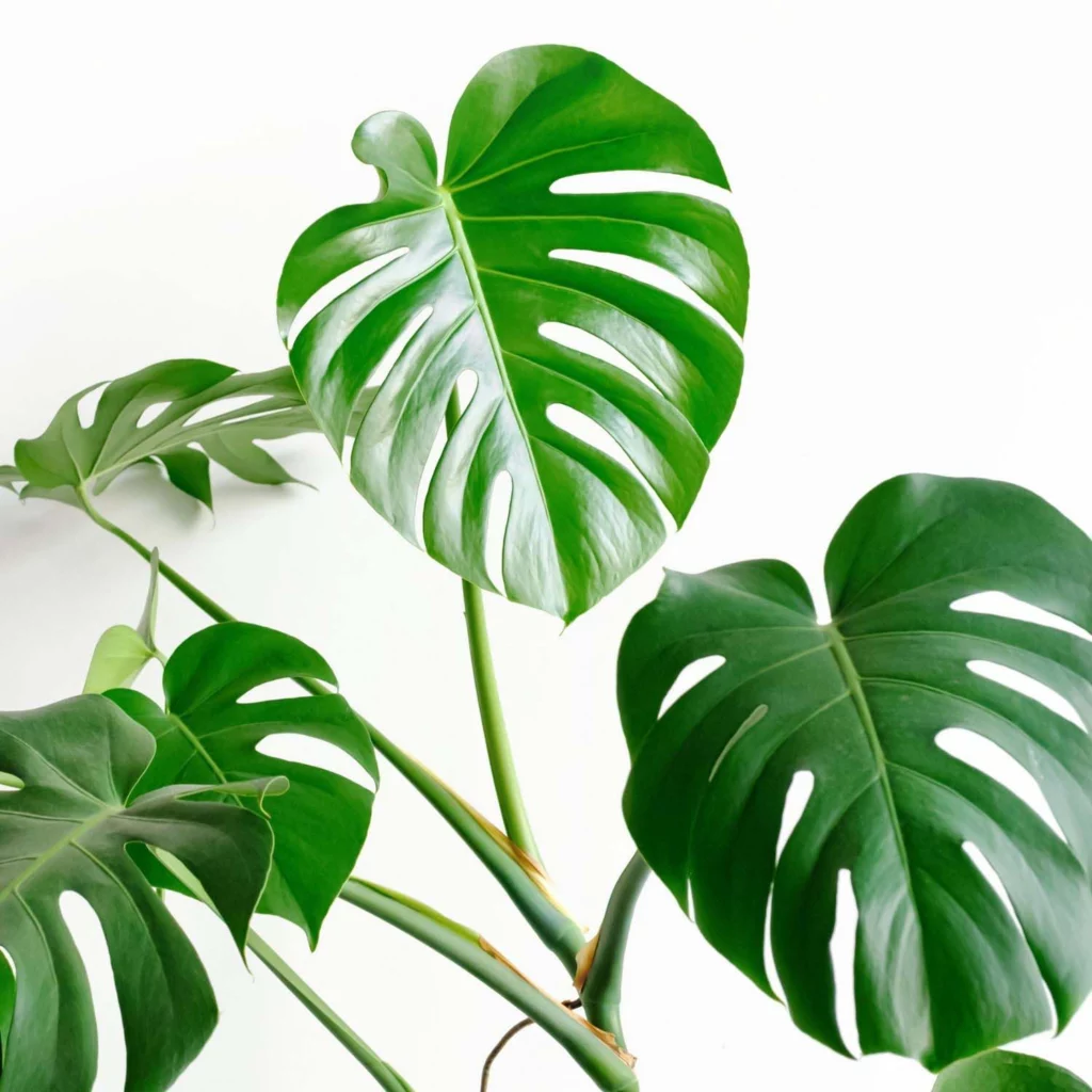 Swiss Cheese Plant
