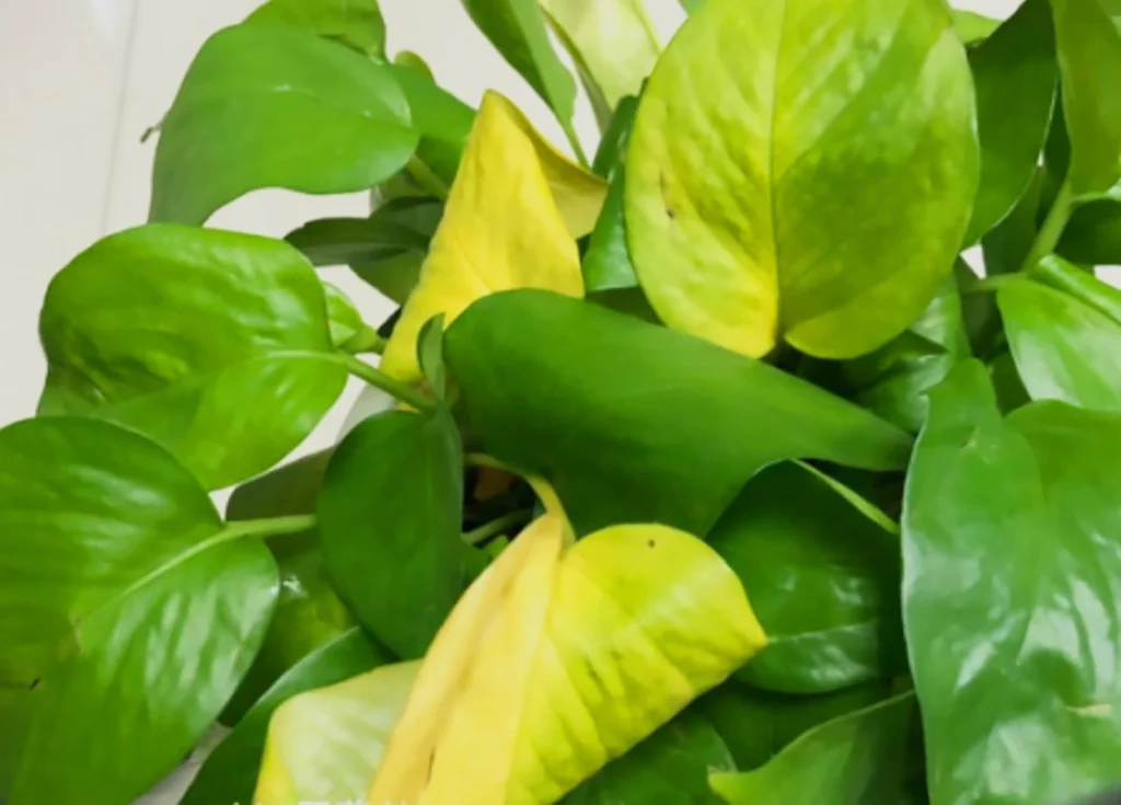 Yellowing leaves of pothos,