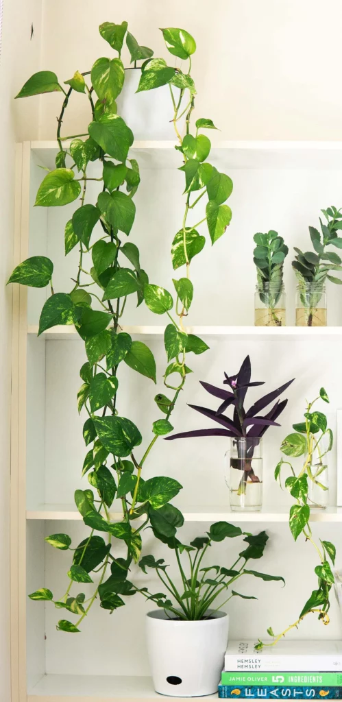 pothos