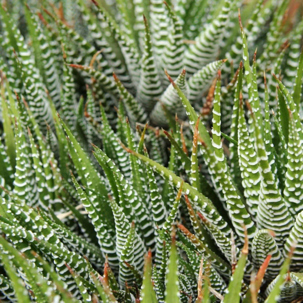 Zebra Cactus