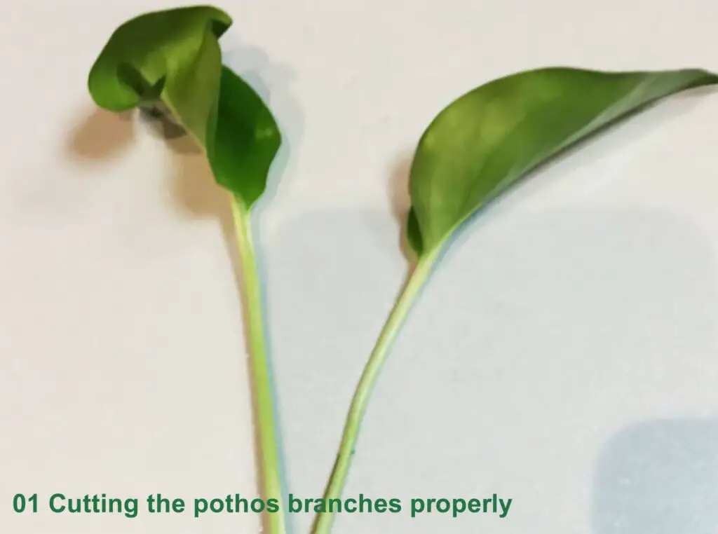 Cutting the pothos branches properly