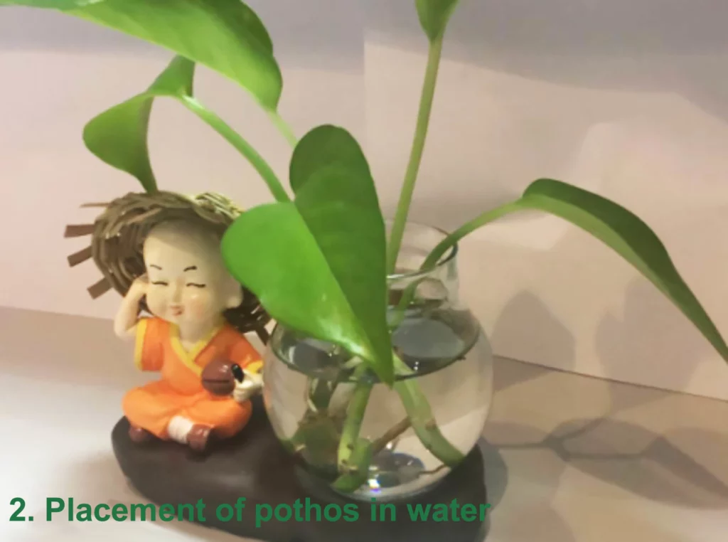 Placement of pothos in water