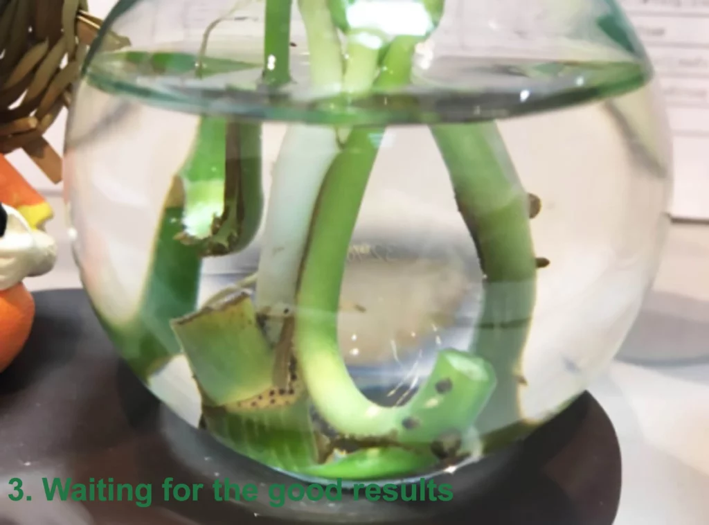 Pothos branches dipped in water