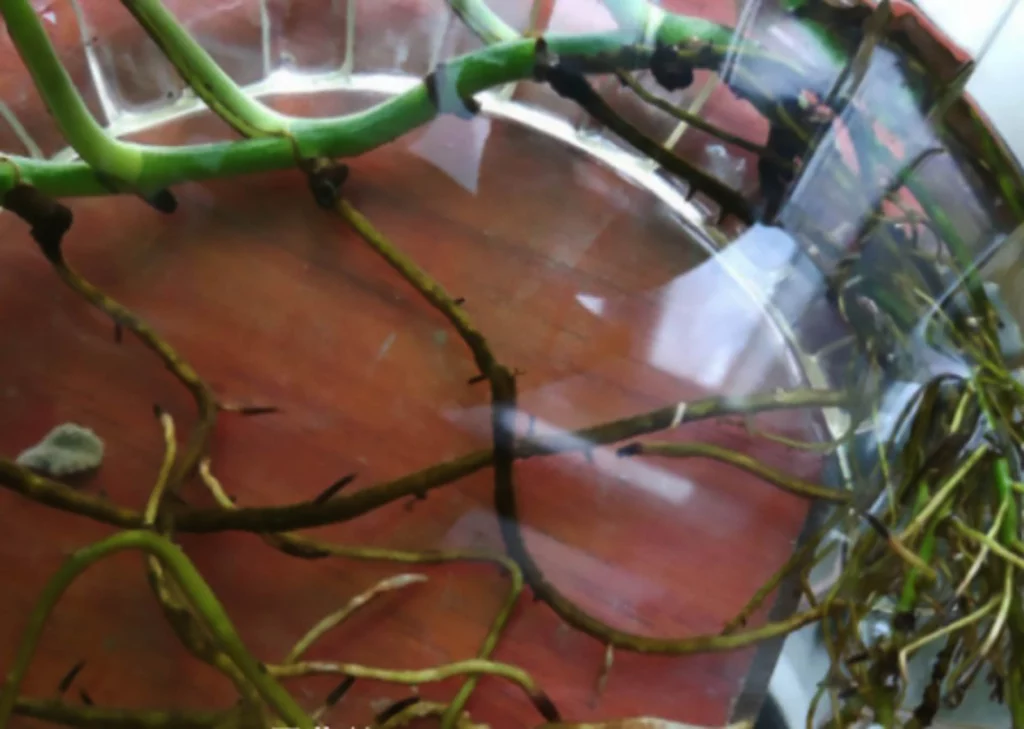 Prune the rotten roots of pothos
