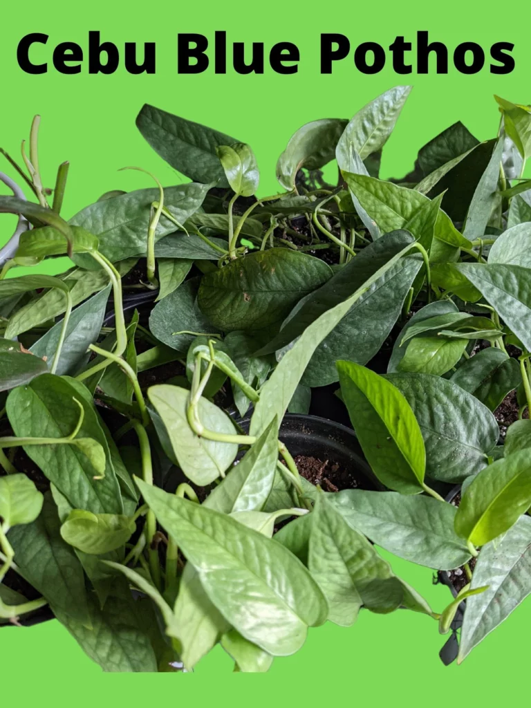 Cebu Blue Pothos