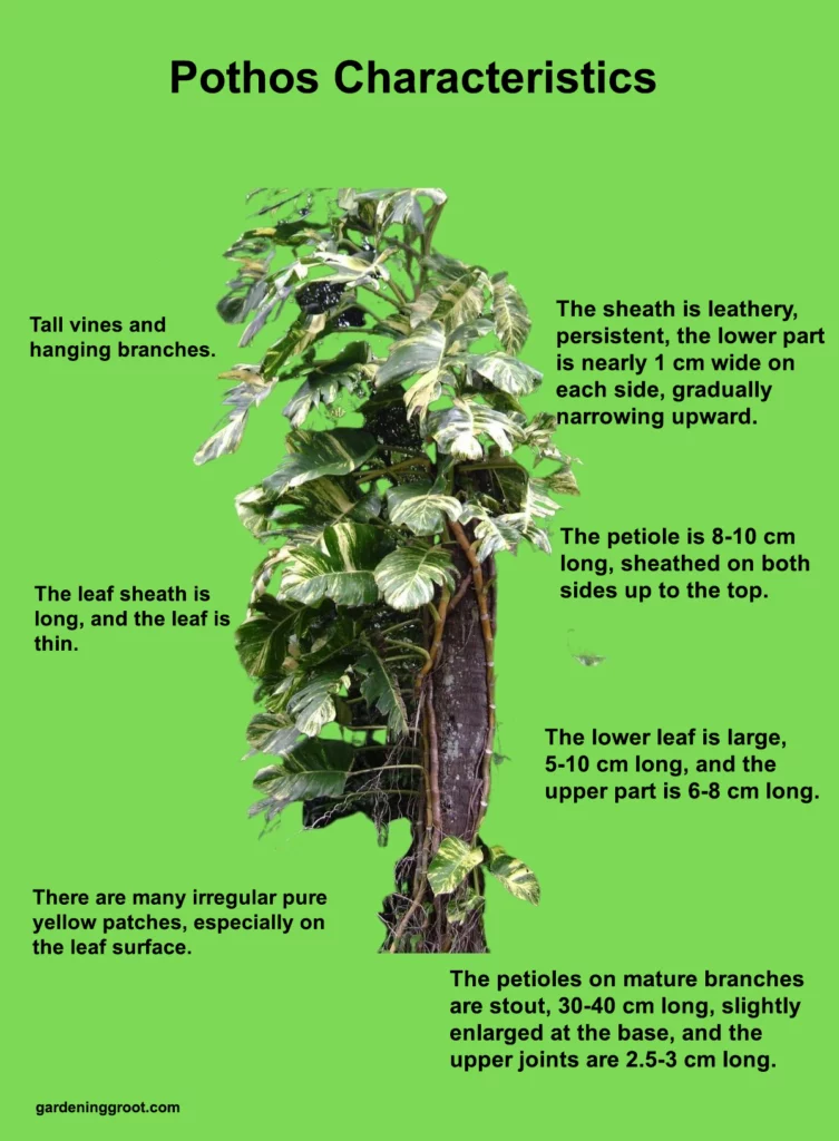 Characteristics of pothos