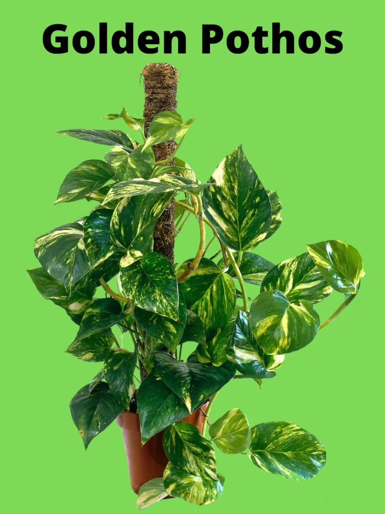 Golden Pothos