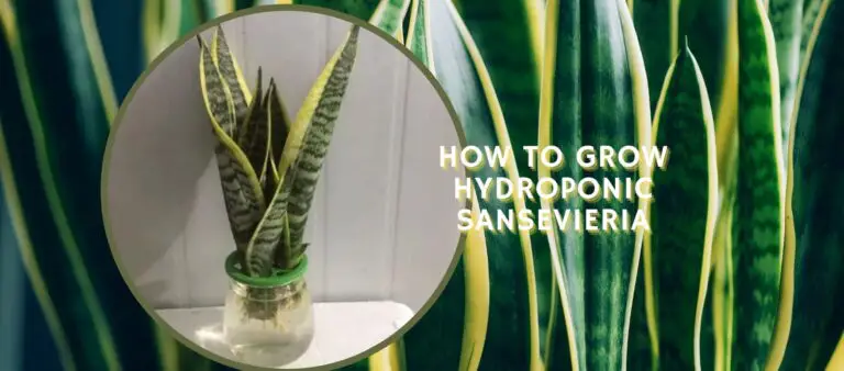 How To Grow Hydroponic Sansevieria