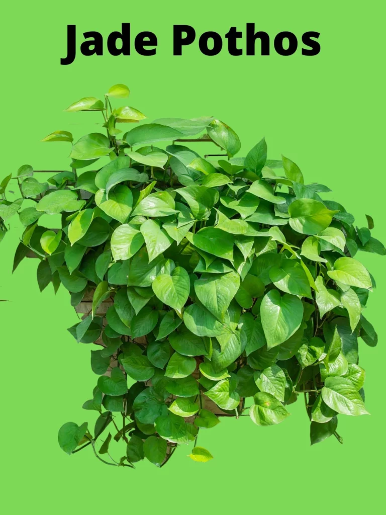 Jade Pothos