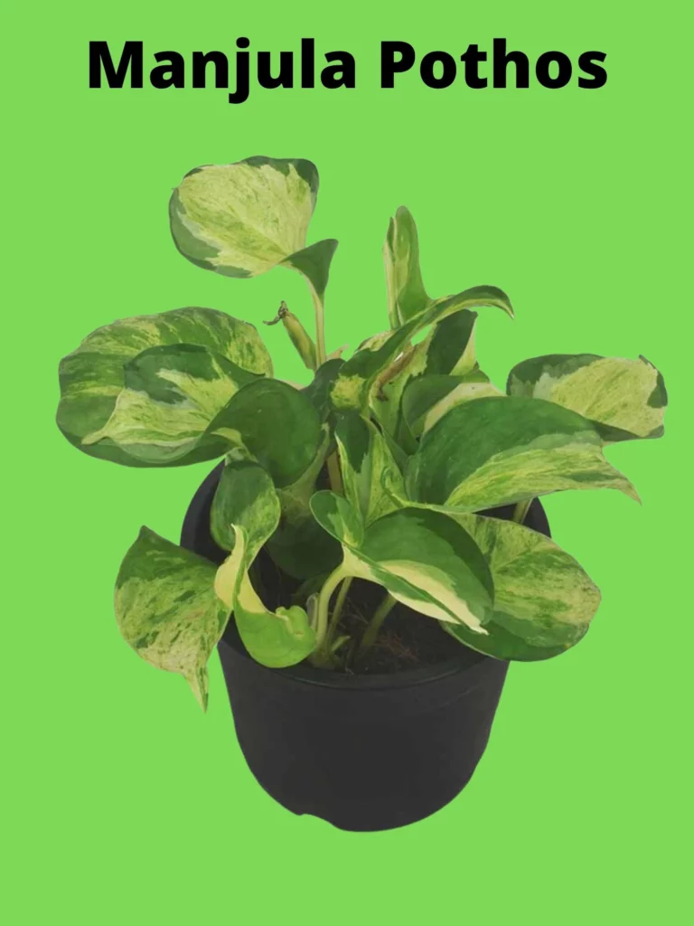 Manjula Pothos