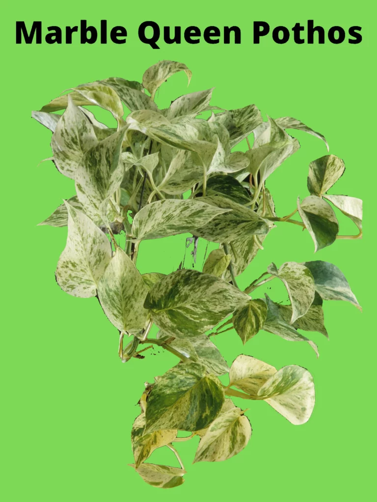 Marble Queen Pothos