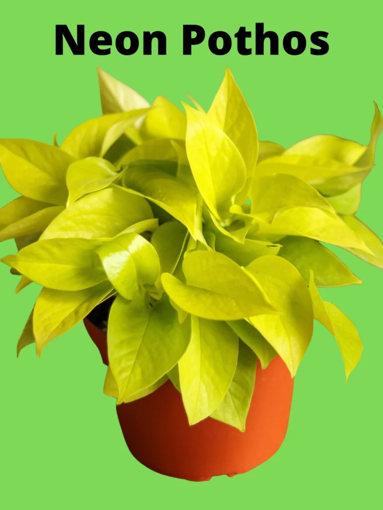 Neon Pothos