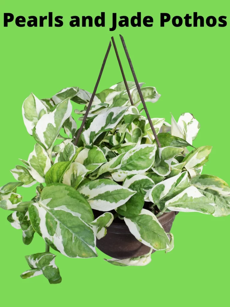 Pearls and Jade Pothos