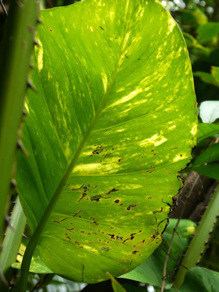 Pothos diseases