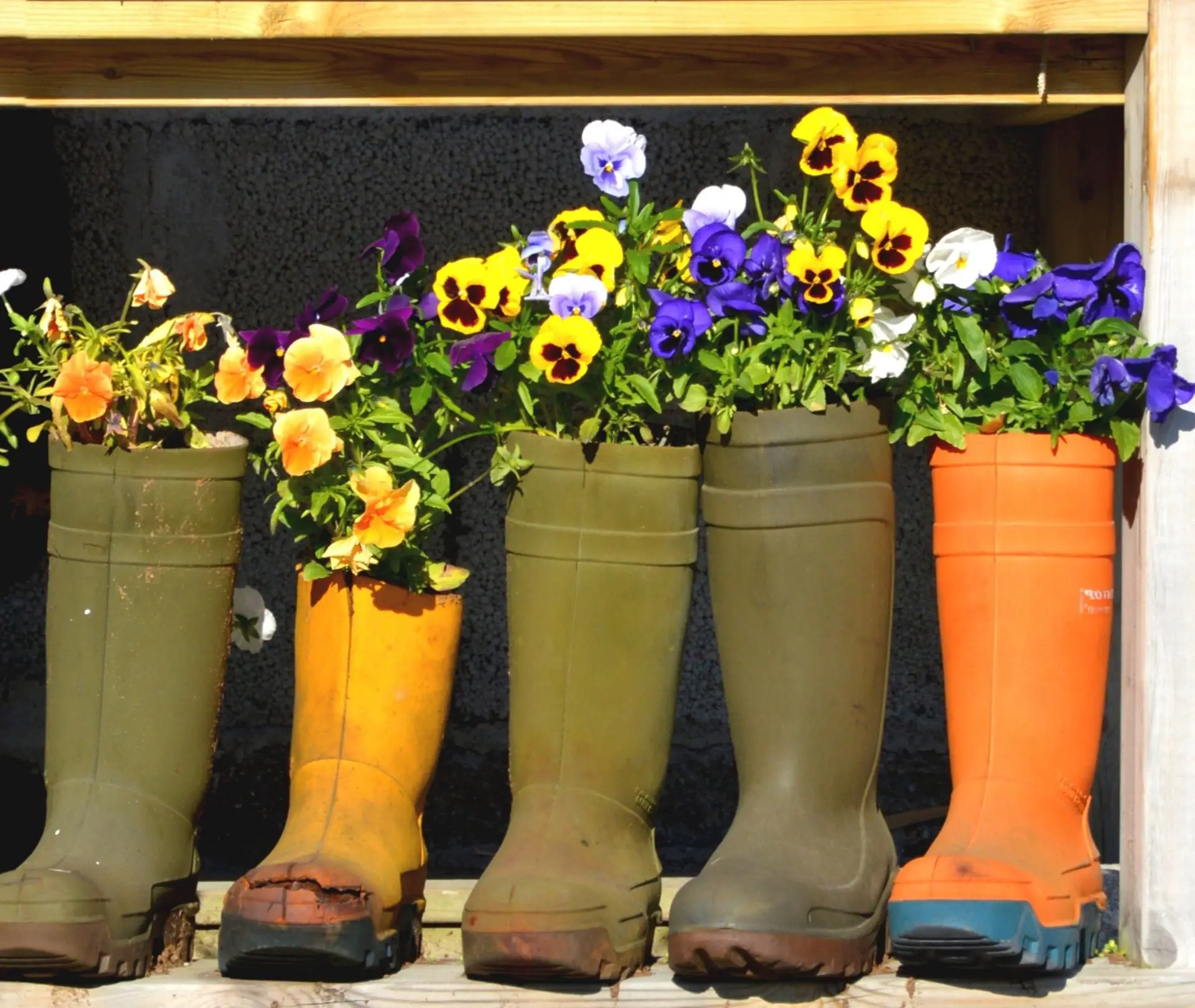 Rain boots as flower pots