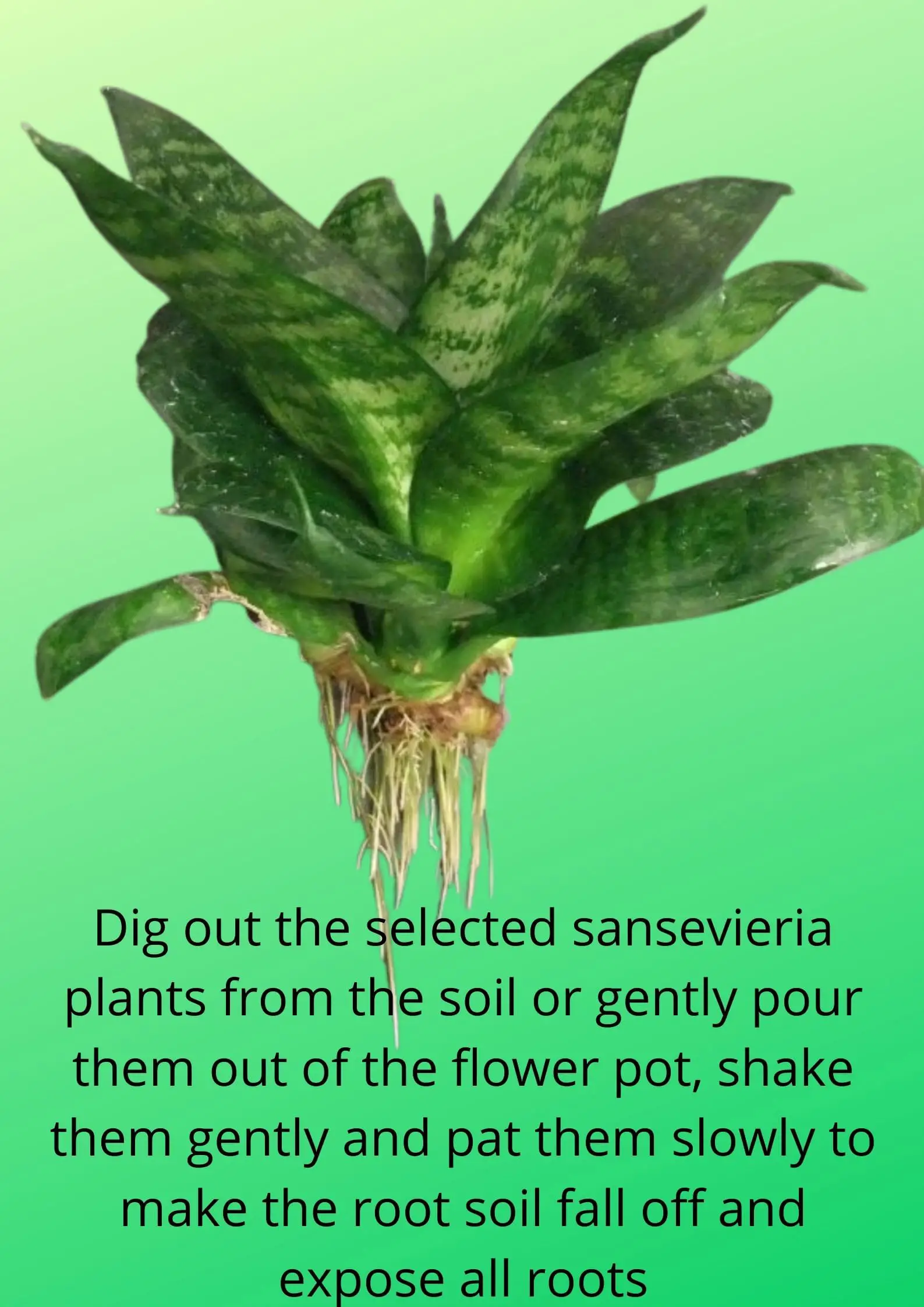 Sansevieria prepare to to grow hydroponic