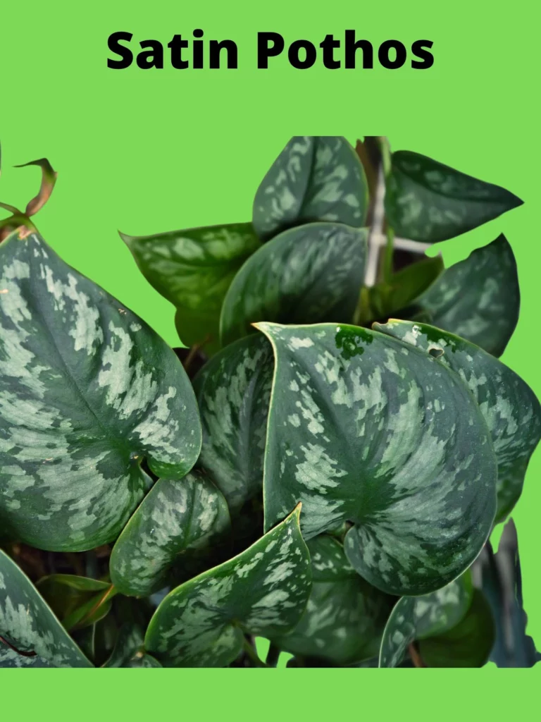 Satin Pothos