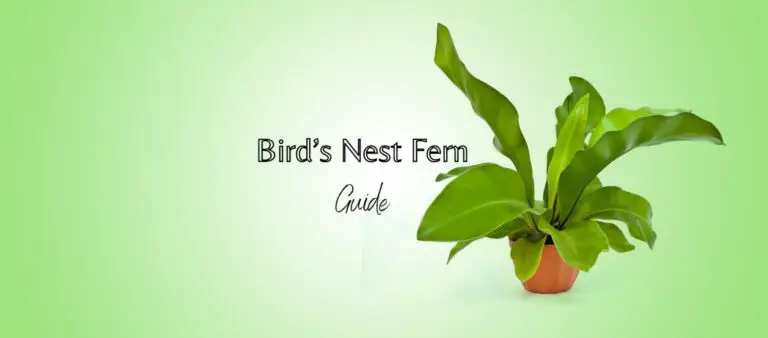 Bird’s Nest Fern Features, Care, And Breed Guide