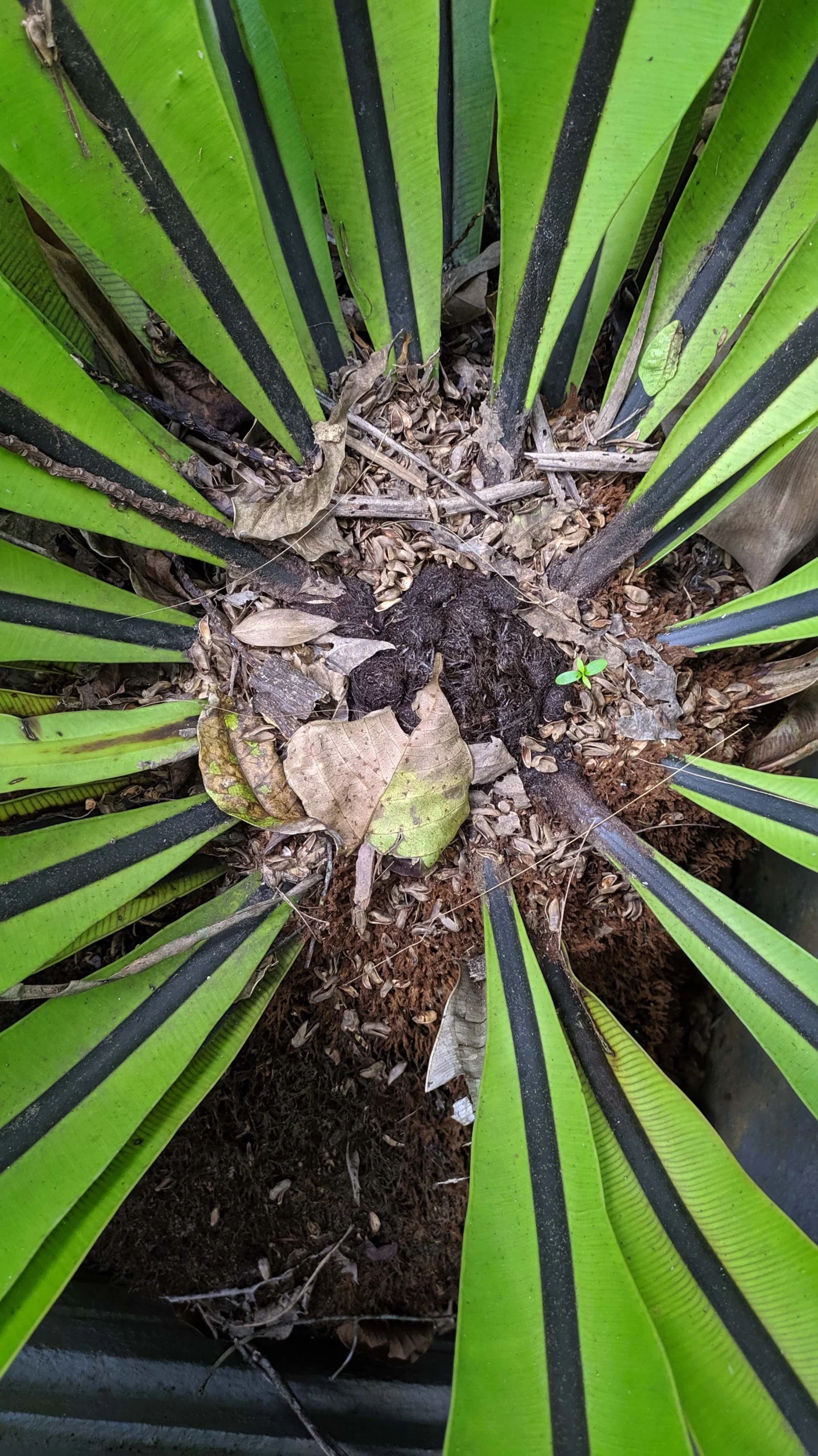Bird’s Nest Fern leaves clustered as a bird’s nest