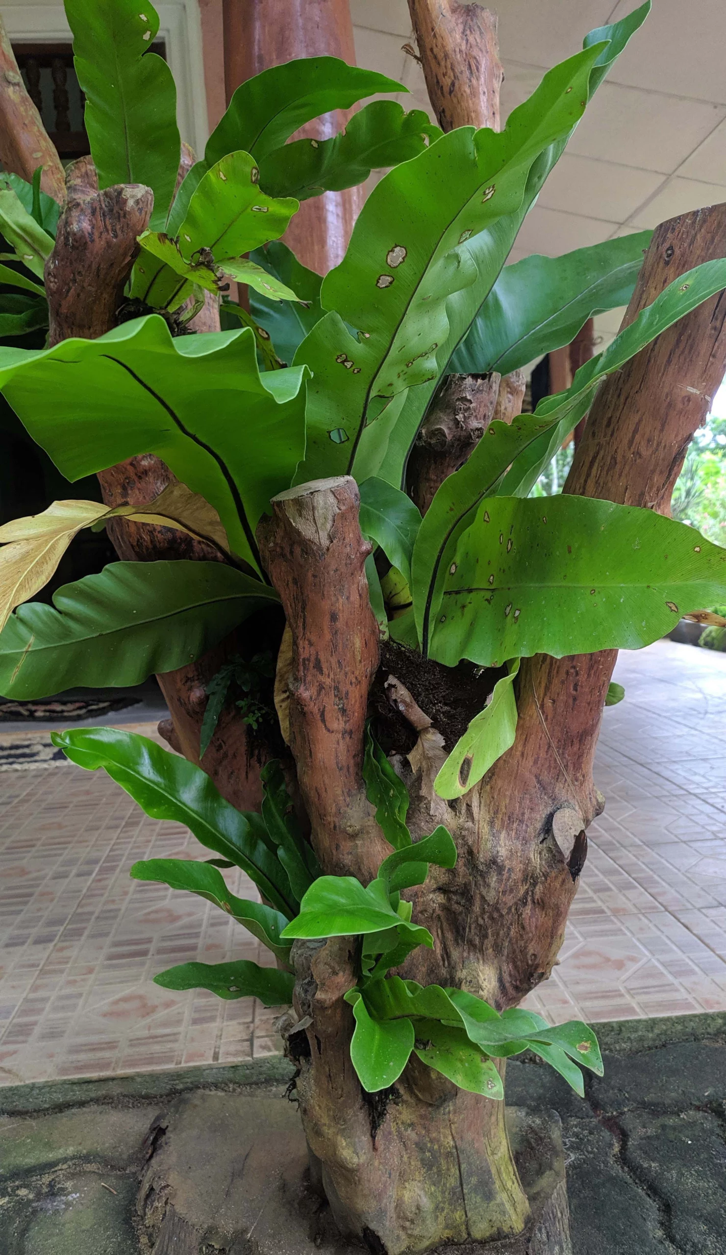 Bird's nest fern attached to tree trunks