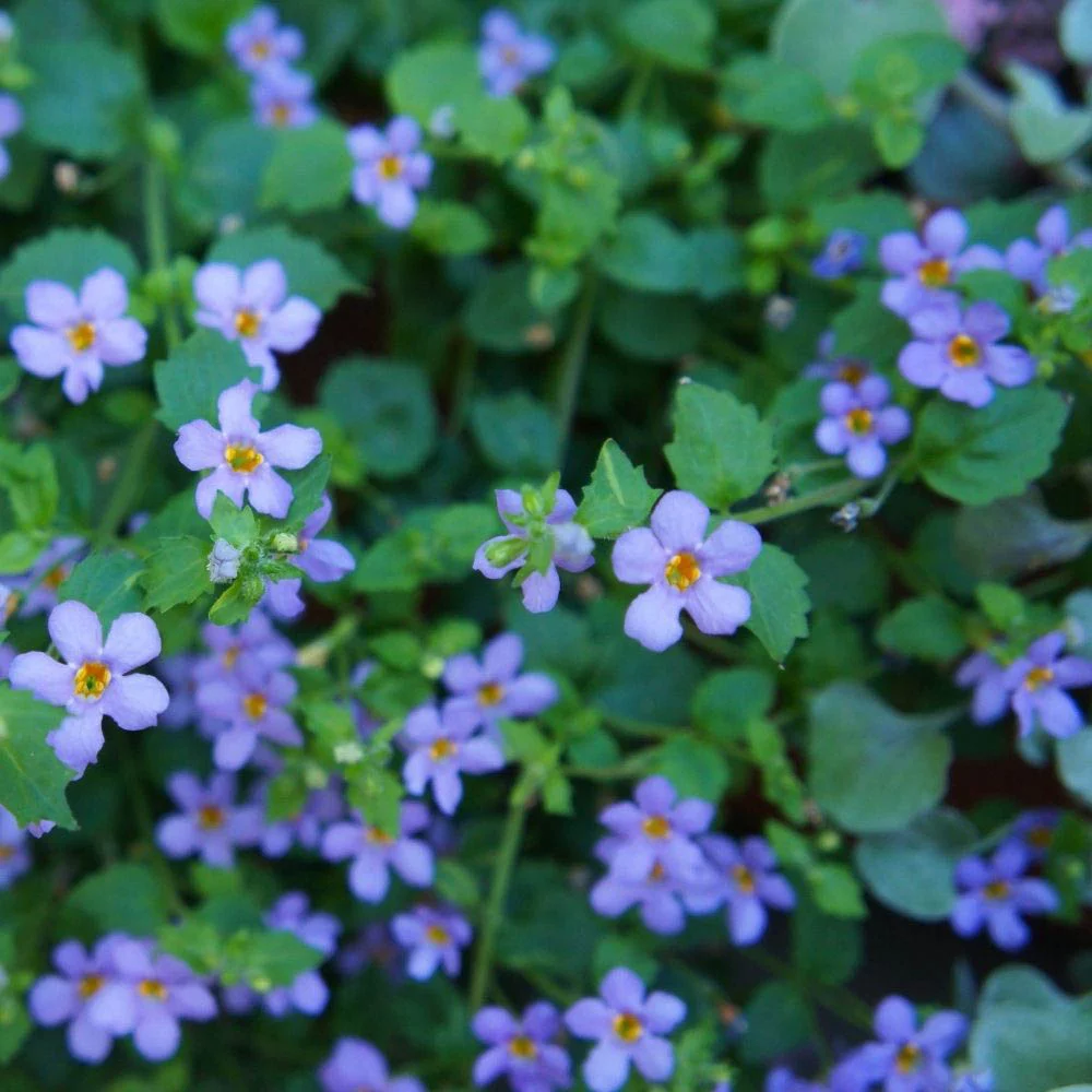 Blue Snowflake