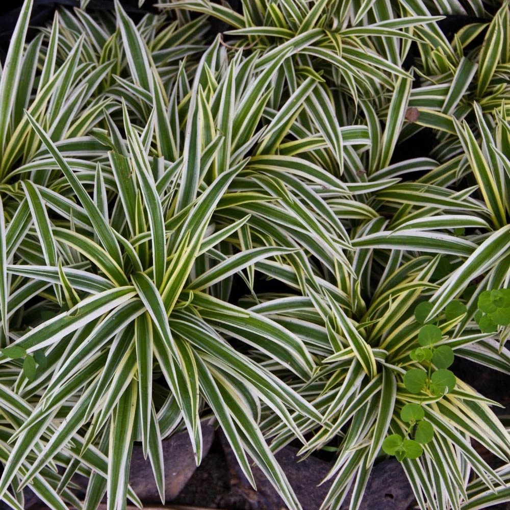 Chlorophytum