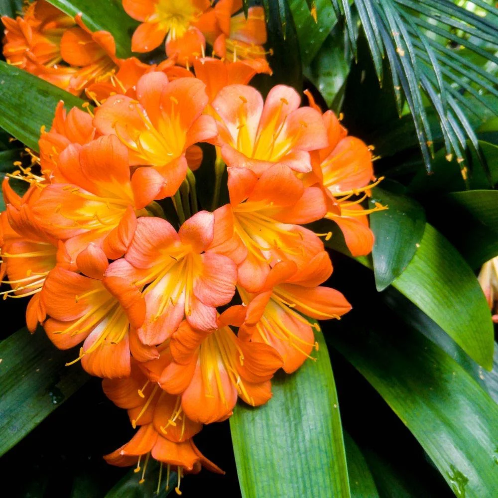 Clivia