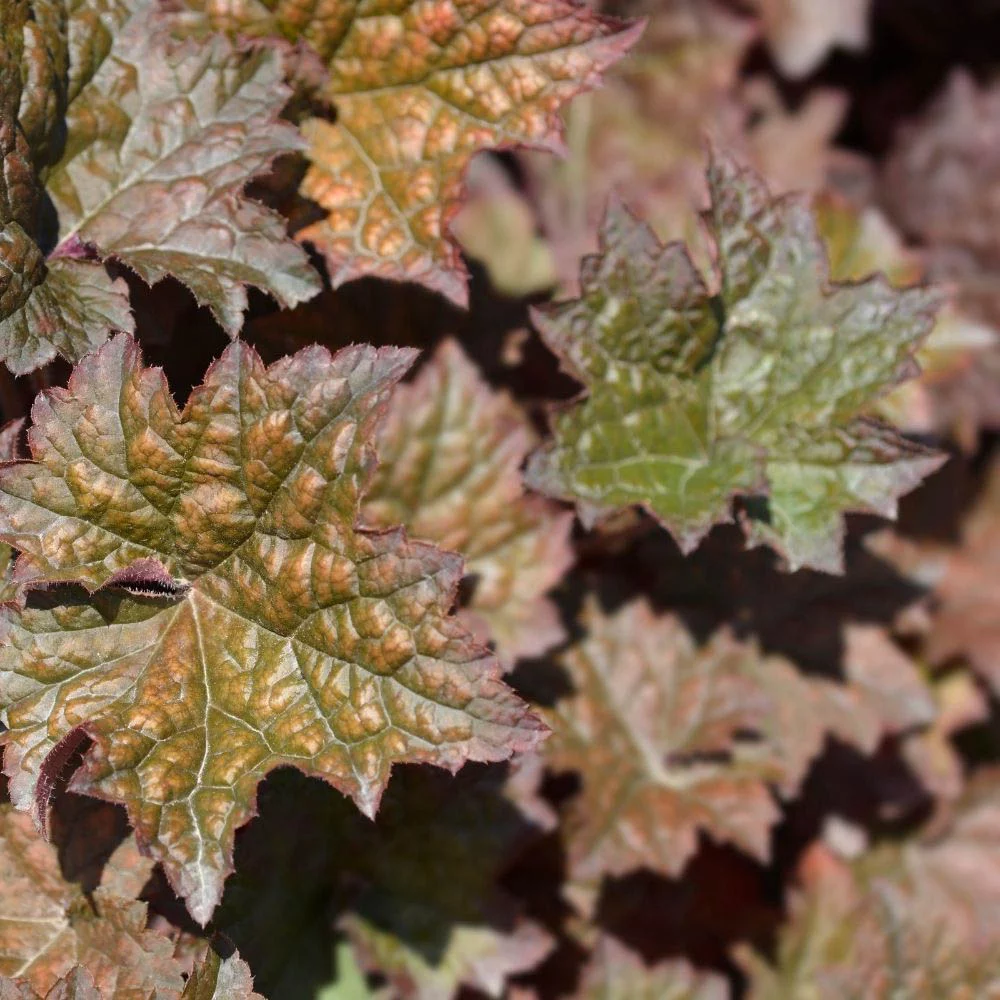 Coral bells
