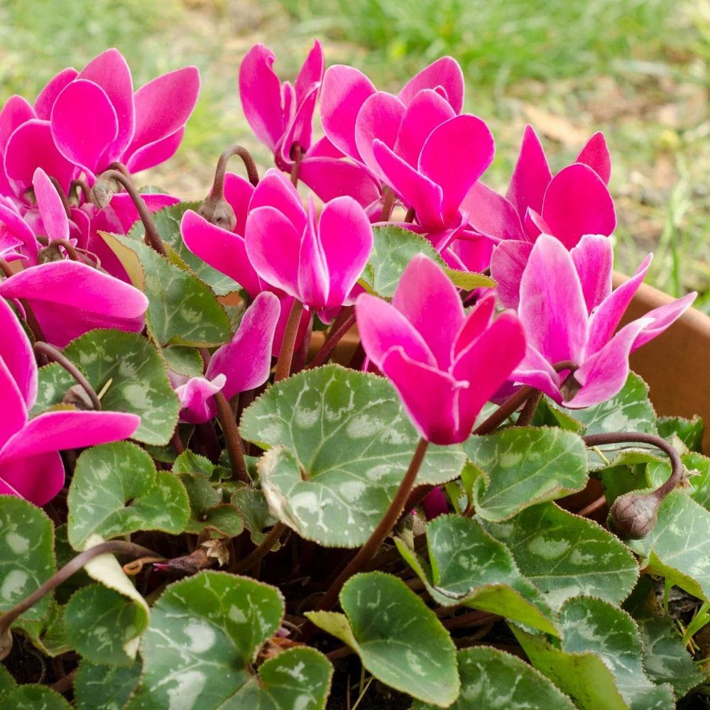 Cyclamen