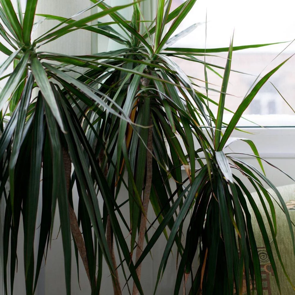 Dragon Tree