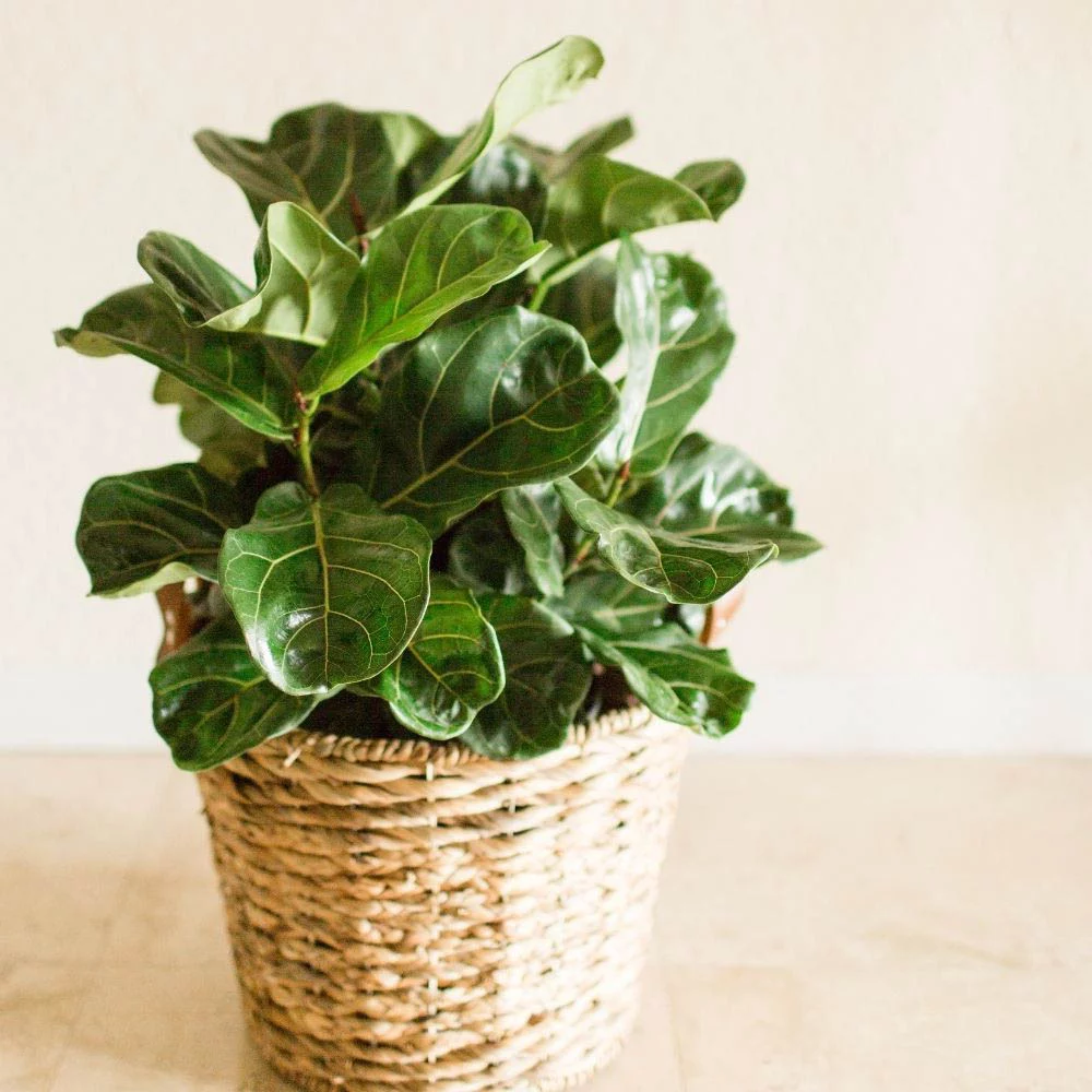 Fiddle Leaf Fig