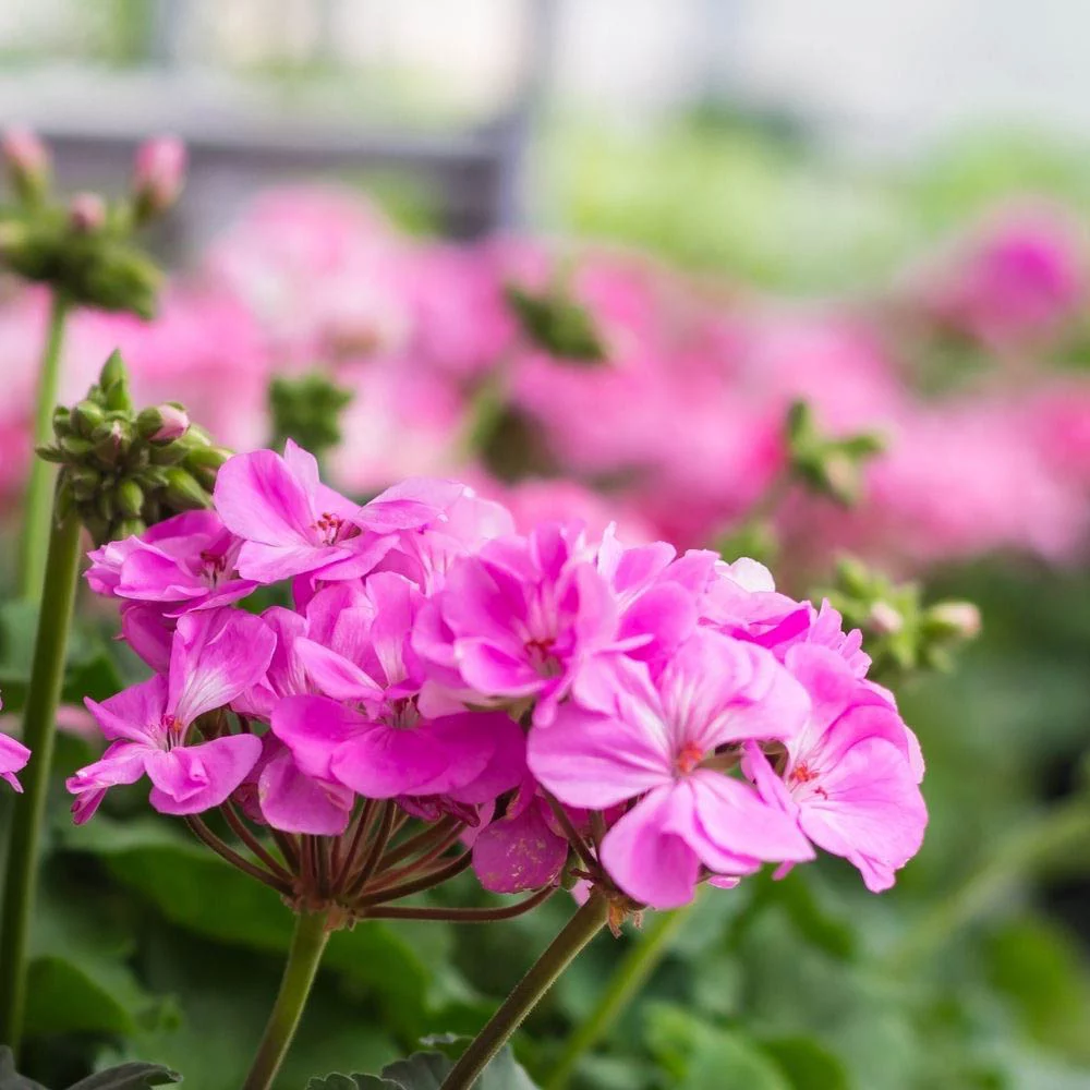 Geranium