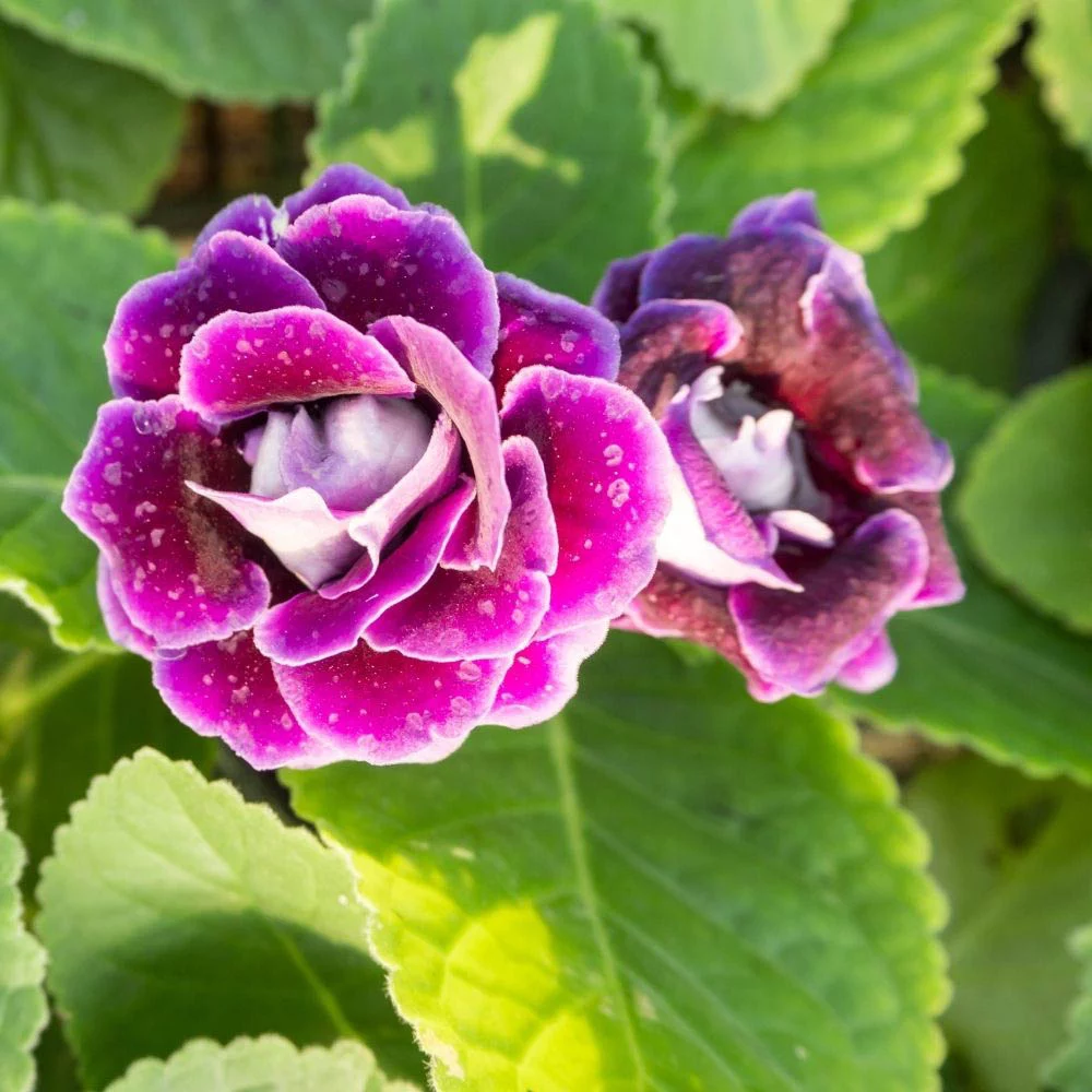 Gloxinia