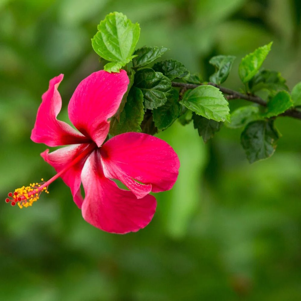 Hibiscus