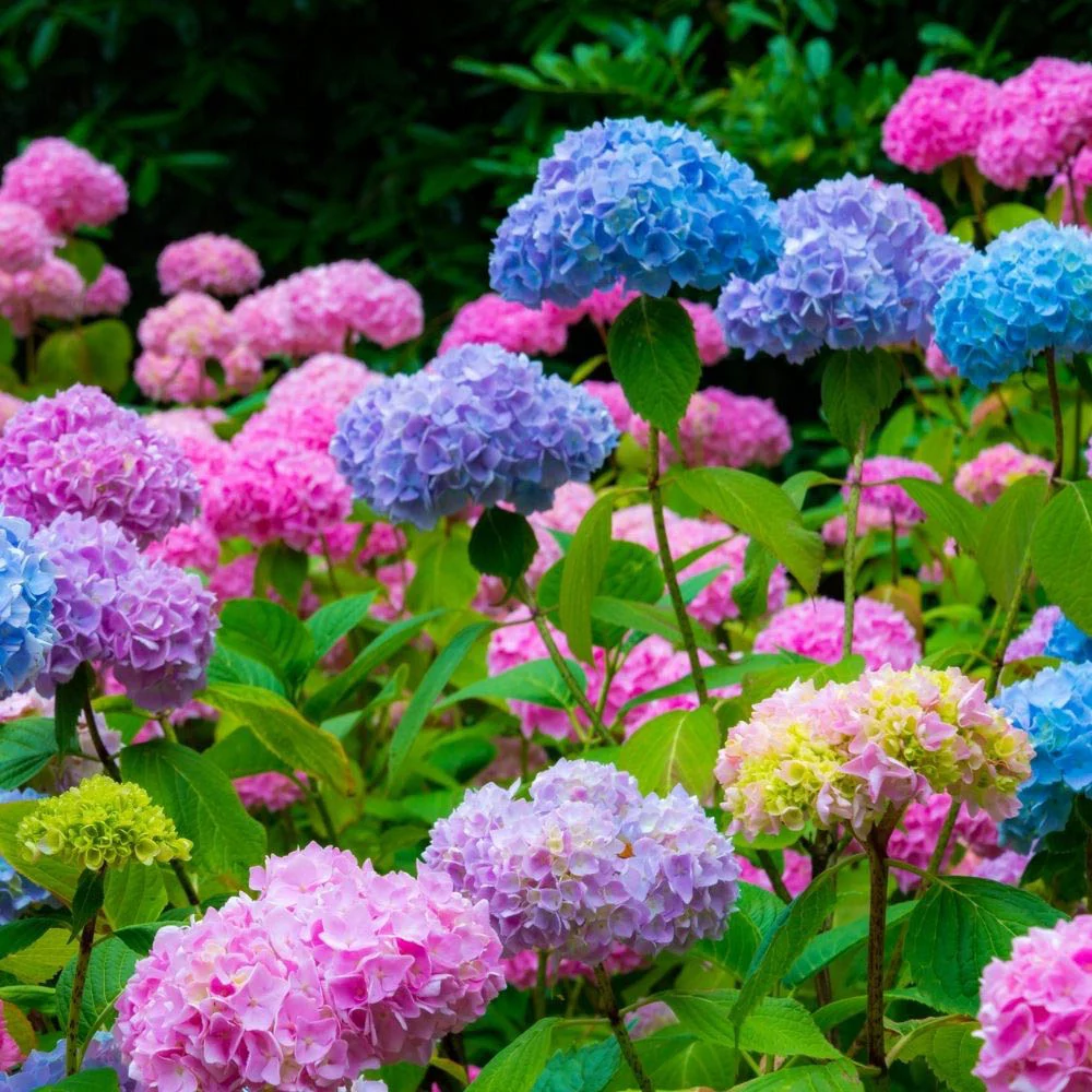 Hydrangea
