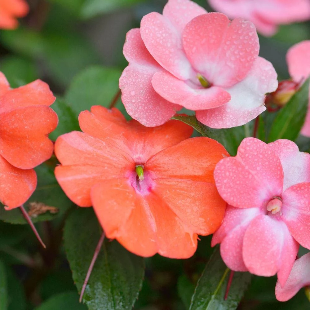 Impatiens